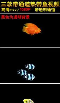 谁爆料热带鱼了视频,热带鱼视频引发热议，真相究竟如何？  第3张